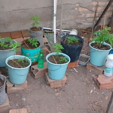 Lobisomem  growlog timeline photo