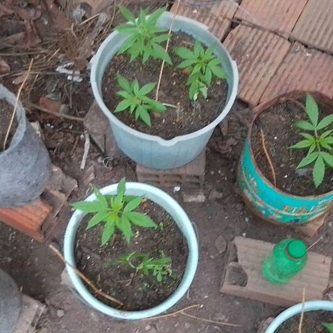 Lobisomem  growlog timeline photo