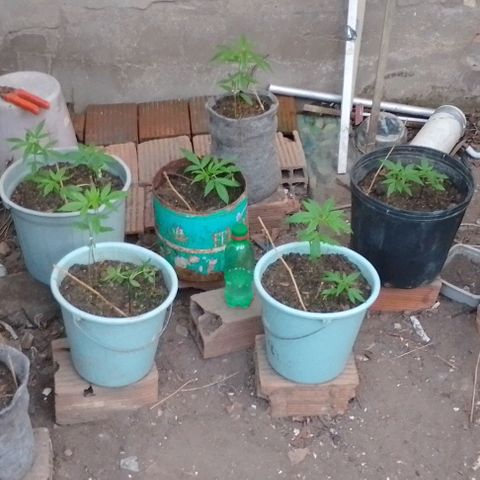 Lobisomem  growlog timeline photo