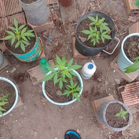 Lobisomem  growlog timeline photo