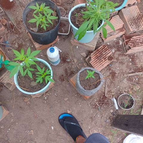 Lobisomem  growlog timeline photo