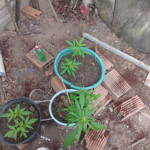 Lobisomem  growlog timeline photo