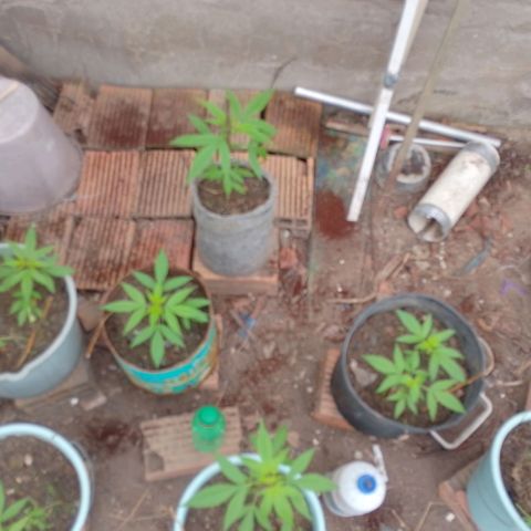 Lobisomem  growlog timeline photo