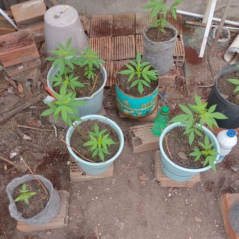 Lobisomem  growlog timeline photo