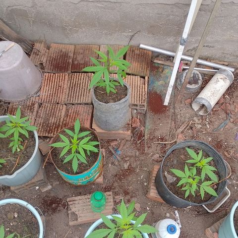 Lobisomem  growlog timeline photo
