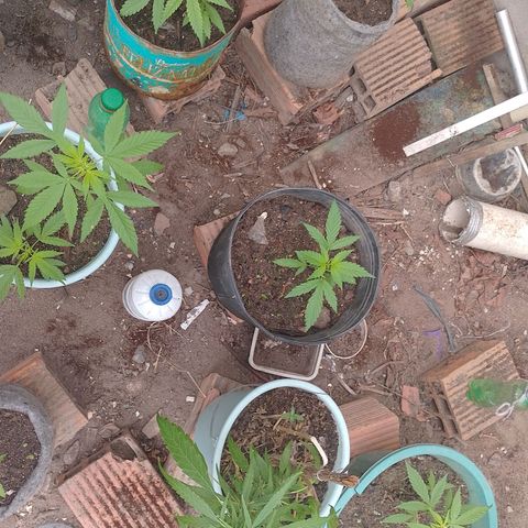 Lobisomem  growlog timeline photo