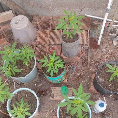 Lobisomem  growlog timeline photo