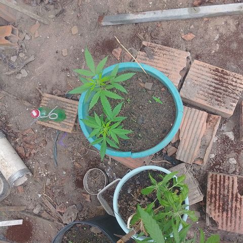 Lobisomem  growlog timeline photo
