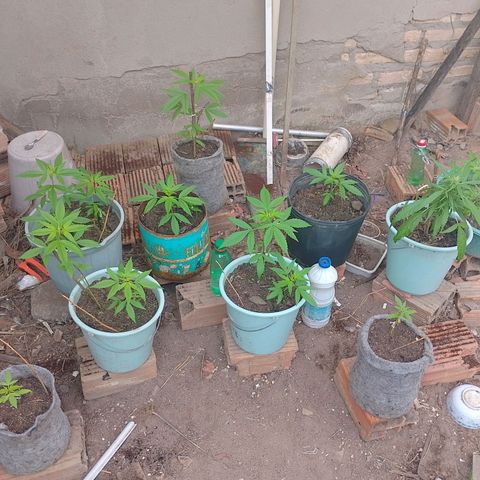 Lobisomem  growlog timeline photo
