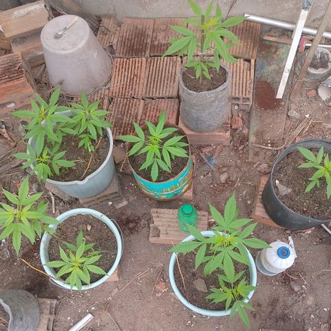 Lobisomem  growlog timeline photo
