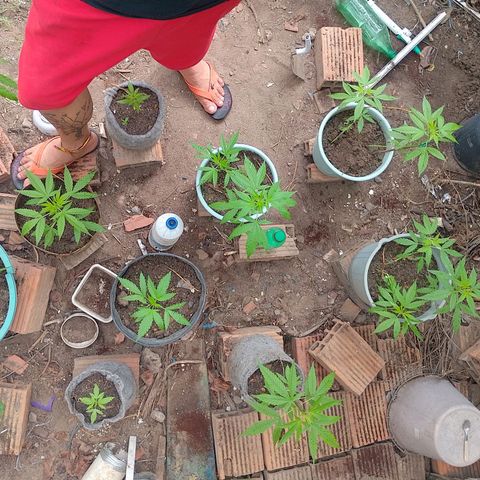 Lobisomem  growlog timeline photo