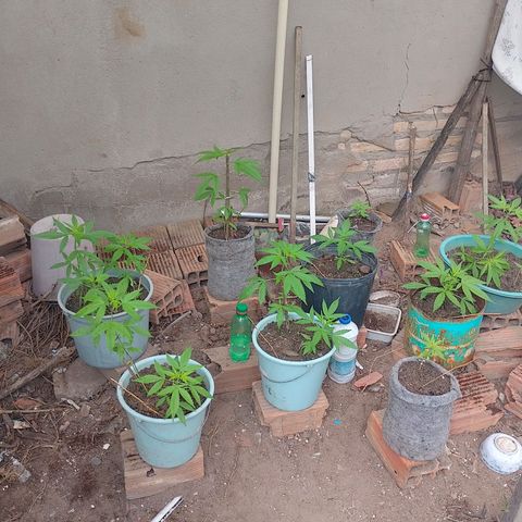 Lobisomem  growlog timeline photo