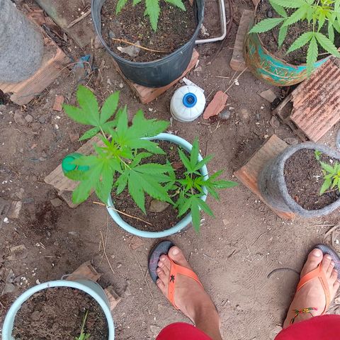 Lobisomem  growlog timeline photo