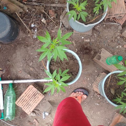 Lobisomem  growlog timeline photo