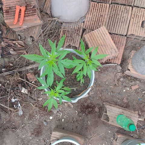 Lobisomem  growlog timeline photo