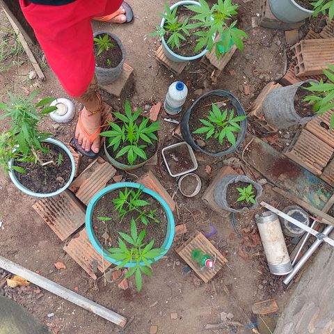 Lobisomem  growlog timeline photo