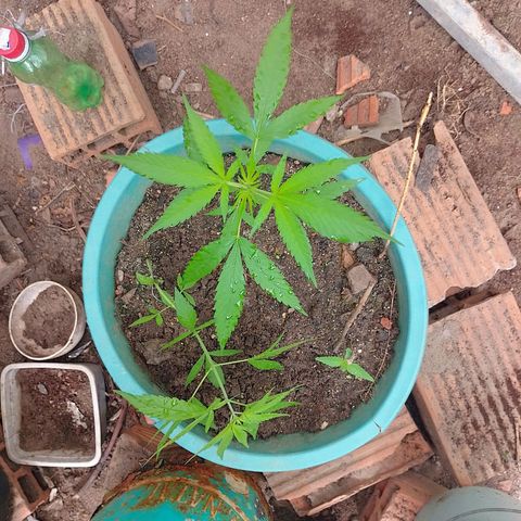Lobisomem  growlog photo: Uma mostrou que e feminina ❤️