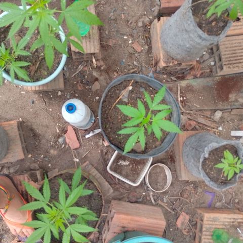 Lobisomem  growlog photo: Uma mostrou que e feminina ❤️
