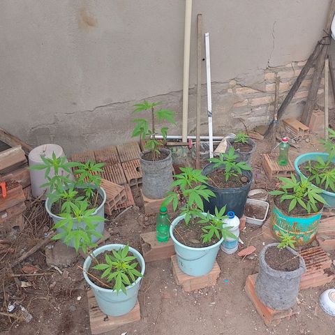 Lobisomem  growlog timeline photo