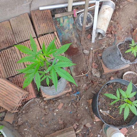 Lobisomem  growlog timeline photo