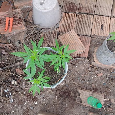 Lobisomem  growlog timeline photo