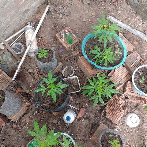 Lobisomem  growlog timeline photo