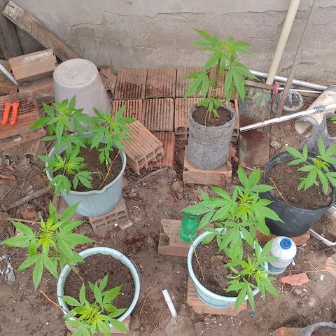 Lobisomem  growlog timeline photo