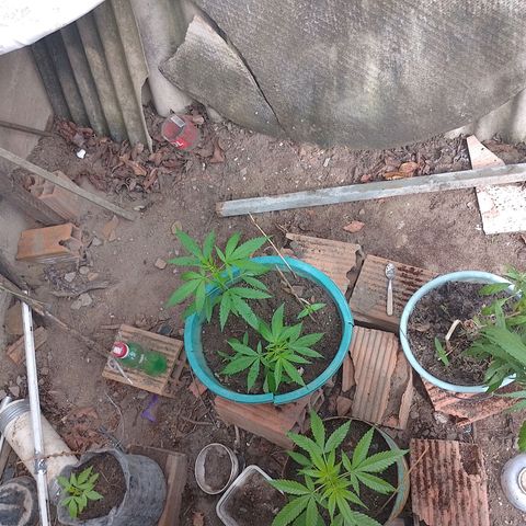 Lobisomem  growlog timeline photo