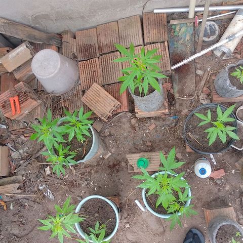 Lobisomem  growlog timeline photo