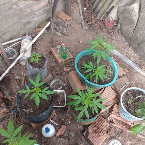 Lobisomem  growlog timeline photo