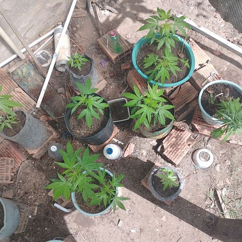 Lobisomem  growlog timeline photo