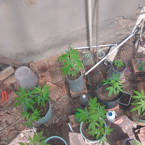 Lobisomem  growlog timeline photo