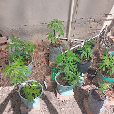 Lobisomem  growlog timeline photo