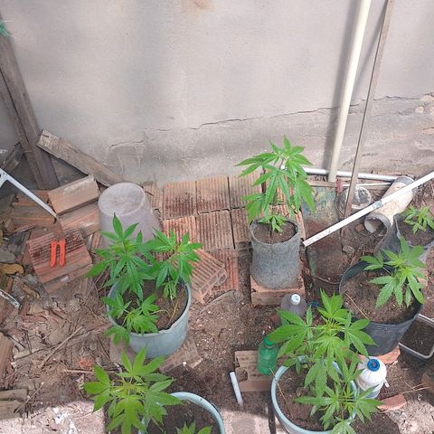 Lobisomem  growlog timeline photo