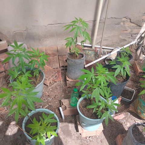 Lobisomem  growlog timeline photo