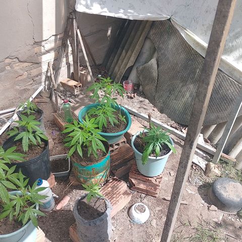 Lobisomem  growlog timeline photo