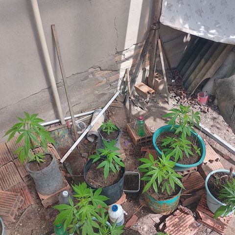 Lobisomem  growlog timeline photo