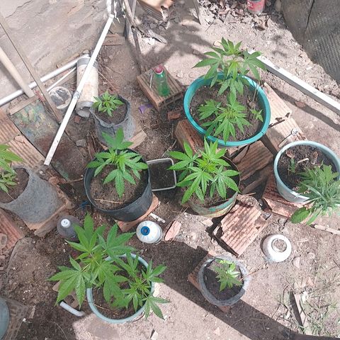 Lobisomem  growlog timeline photo