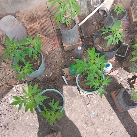 Lobisomem  growlog timeline photo