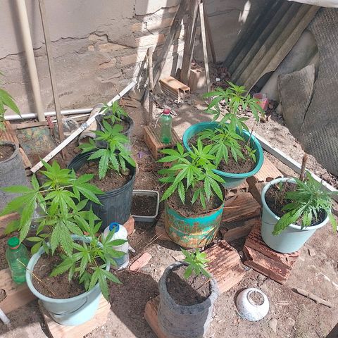 Lobisomem  growlog timeline photo