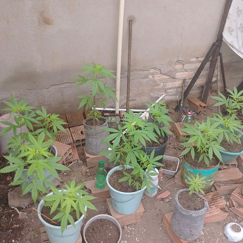 Lobisomem  growlog timeline photo