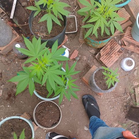 Lobisomem  growlog timeline photo