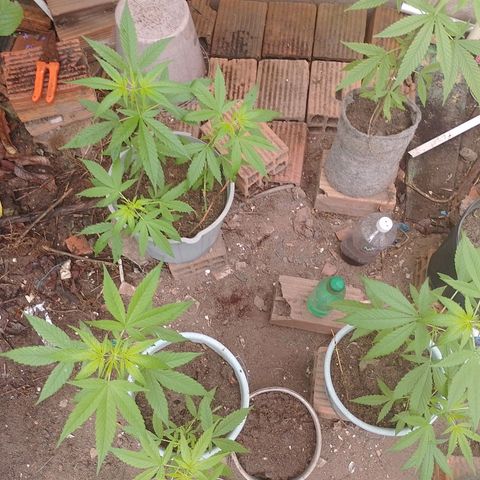 Lobisomem  growlog timeline photo