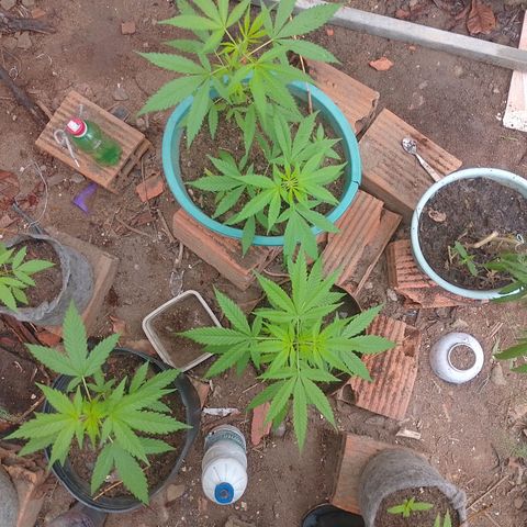 Lobisomem  growlog timeline photo