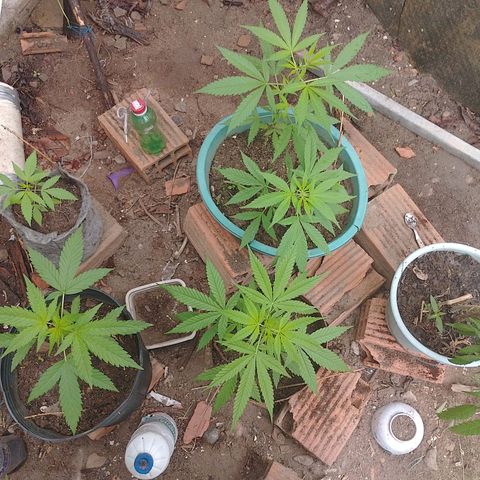 Lobisomem  growlog timeline photo