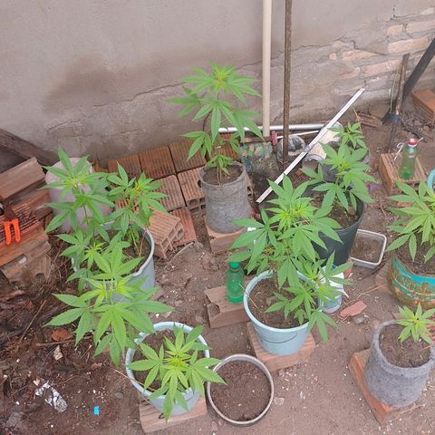 Lobisomem  growlog timeline photo