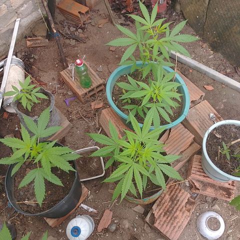Lobisomem  growlog timeline photo