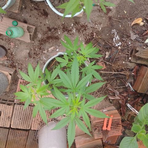 Lobisomem  growlog timeline photo