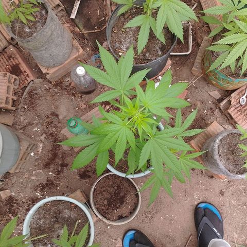 Lobisomem  growlog timeline photo