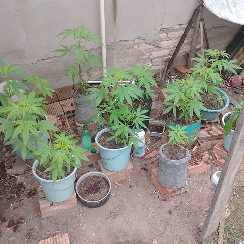 Lobisomem  growlog timeline photo